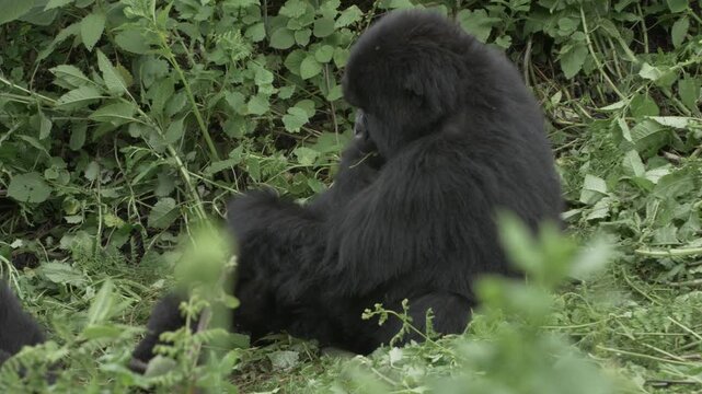 Berggorilla kaut auf Ast und spielt mit Baby