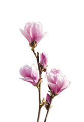 Obraz premium Pink magnolia flowers on vertical branch isolated on black background, elegant spring blossom botanical element for floral design, natural beauty macro.