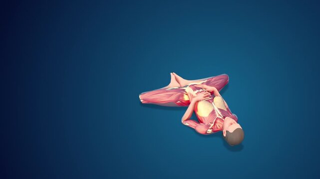 3D human Supta Baddha Konasana or Reclining Bound Angle Pose yoga pose on blue background, loopable 