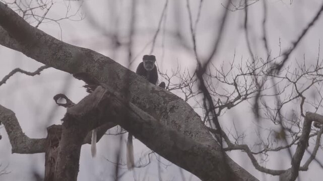 Stummelaffe sitzt auf Baum