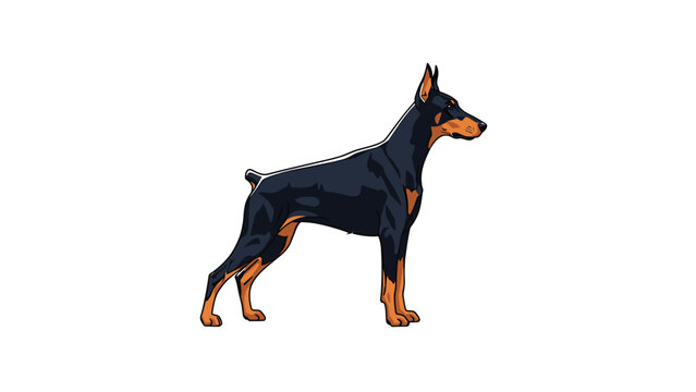 Sleek doberman pinscher standing confidently in side profile against a white background, suitable for dog breed and pet care content.