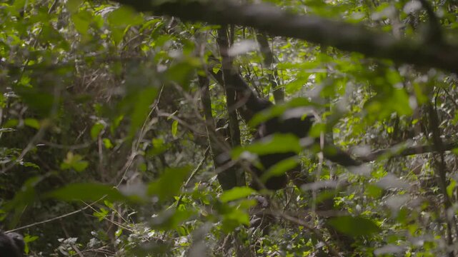 Baby Berggorilla h&auml;ngt im kleinen Baum