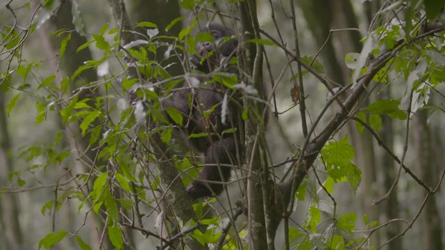 Baby Gorilla sitzt auf Ast und leckt sich die Hand