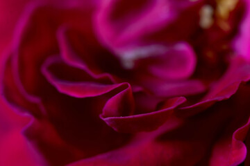 Naklejka premium Macro photograph of a pink flower.