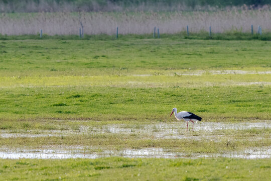 Weissstorch