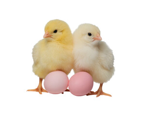 Fototapeta premium Two fluffy baby chicks with two pink easter eggs on transparent background PNG