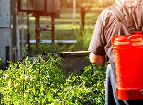 An elderly man at his dacha treats tomatoes against parasites and to stimulate growth in the summer, background. Copy space for text, industry