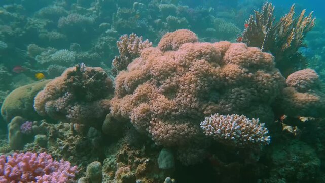 Underwater footage showcasing a large Goniopora coral colony, also called Flowerpot or Anemone coral, surrounded by diverse small reef fish in vivid tropical waters.