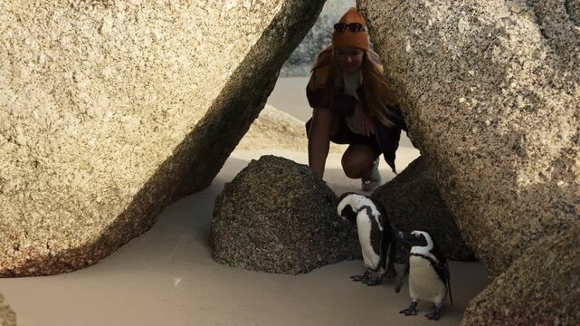 Simon s Town, Cape Town, South Africa. Close up portrait of African penguins hiding under stone rocks on the beach in stunning sunshine at Boulders Beach Penguin Colony, Wild African nature animals.
