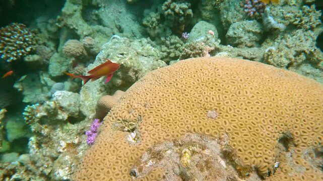 Underwater scene featuring a large colony of Grooved Brain Coral (Diploria labyrinthiformis) with small red fish swimming around, showcasing coral patterns and marine life.