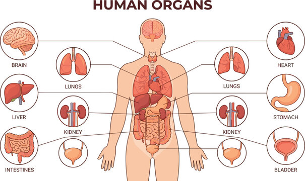 Detailed human organs chart showing anatomical placement with circular icons and labels for medical education