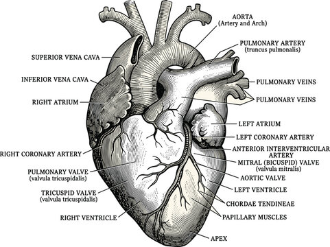 Detailed human heart anatomy with labeled parts, vintage medical illustration