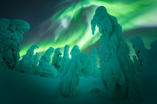 View of snow-laden trees standing as silent sentinels beneath the swirling emerald and white hues of the aurora borealis, Coldfoot, Alaska, United States.