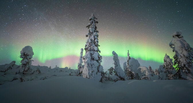 View of snow-laden trees stand silhouetted against the ethereal glow of the Aurora Borealis dancing across the starlit sky, Coldfoot, Alaska, United States.