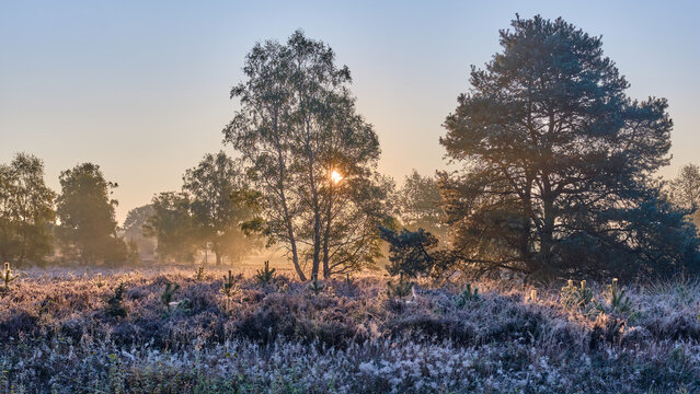 Lunenburger Heath: View of the radiant sun peeks through trees in a field of purple heather under a clear blue sky, Wesel, Lower Saxony, Germany.