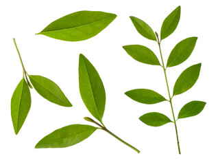 Fototapeta premium Green blueberry leaves on branch set isolated on white background