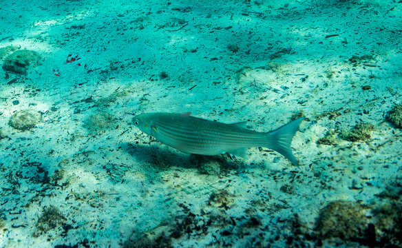 Mulet lippu (Chelon labrosus) ou mulet &agrave; grosses l&egrave;vres
