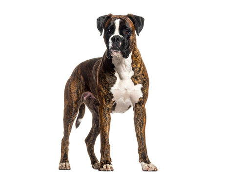 Brindle boxer dog standing facing camera with alert expression