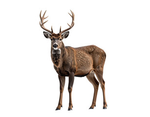 Obraz premium Buck deer standing in profile with large antlers in a natural pose