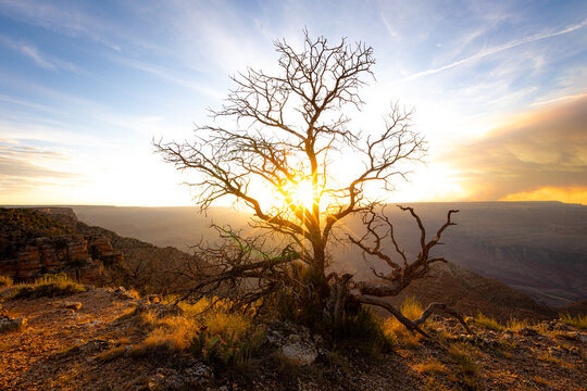 Stunning glowing sunrise over desert scene with tall tree in front