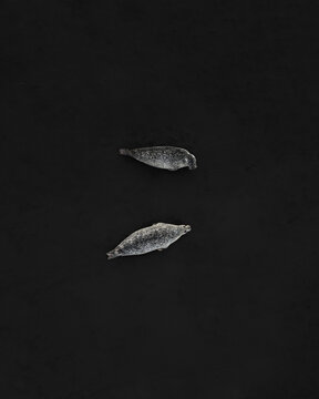 Aerial view of two seals resting on a black sand beach showing their spotted fur contrasting against the dark volcanic sand Iceland.