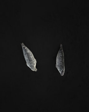 Aerial view of two seals resting on the volcanic black sand beach Iceland.