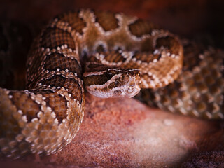 Fototapeta premium A striking close-up of a venomous rattlesnake coiled defensively on a textured desert rock, showcasing its detailed scales and watchful presence in its natural arid habitat