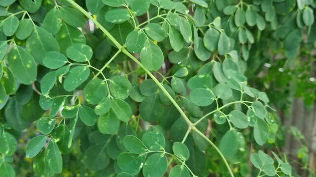 Fresh Green Moringa Leaves on Tree - Moringa Oleifera Superfood Herb Plant.