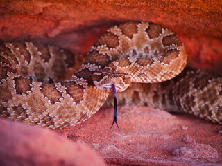 Fototapeta premium Close-up of a venomous rattlesnake with its forked tongue flickering out, poised and alert amidst a rocky desert environment