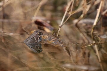 Fototapeta premium A brown frog's head peeks out of the water.