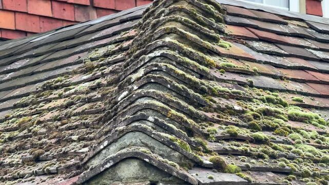 Green moss growing on tiled roof detail
