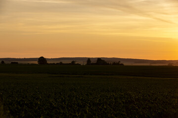 Fototapeta premium field with corn leaves in summer in sunny weather at sunset, natural light