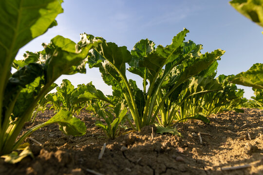an field with wide green beet leaves, crop farming