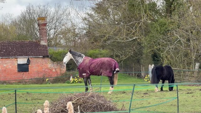 Blanketed horse standing in rural field 4K