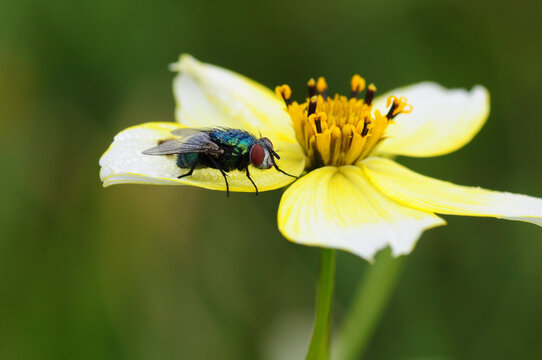 Blow fly on a flower