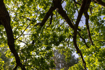 Fototapeta premium closeup of an old powerful oak with branches and green foliage in the summer in sunny bright weather, a deciduous oak tree with fresh foliage in bright sunlight in the summer season