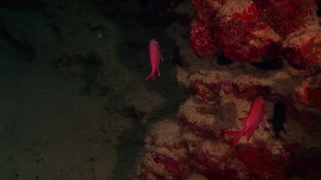 Underwater footage featuring two Blotcheye Soldierfish (Sargocentron spiniferum) swimming near a coral reef in a dimly lit marine environment.