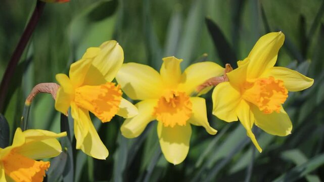 Blooming yellow daffodils in spring garden, close up of bright narcissus flowers in sunlight, fresh seasonal blossoms with green leaves, natural floral background, beauty of nature and springtime