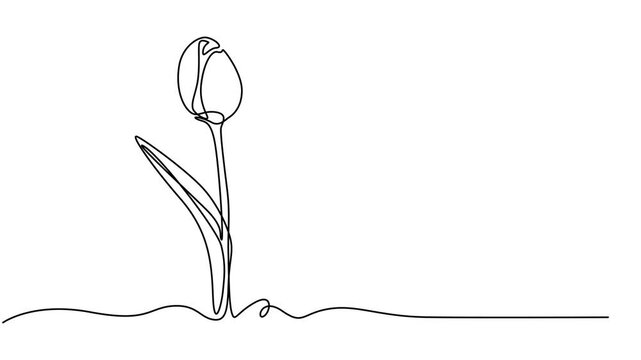 tulip flower continuous one line drawing animation, Continuous one line drawing of beautiful spring flowers graphic animation. Alpha channel. Single line art bouquet of tulips on transparent