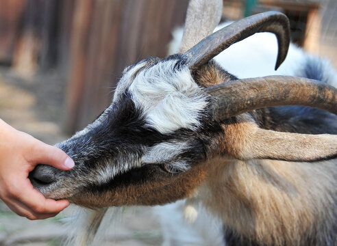 Funny goat and human hand