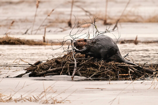 A beaver adds branches to the roof of its den that it has been flooded out of due to the rising river during the spring thaw 