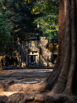 View of ancient stones and tangled roots intertwine in a silent dance of time, where nature reclaims the weathered walls of the Ta Prohm Temple, Siem Reap, Cambodia.
