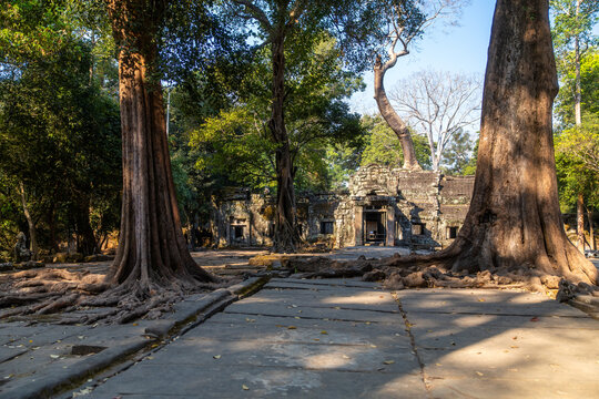 View of ancient Ta Prohm Temple ruins embraced by towering trees with massive roots snaking across stone pathways in warm sunlight, Siem Reap, Cambodia.