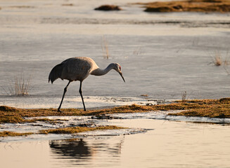 Fototapeta premium Spring scene of a migratory Sandhill Crane grazing along the edge of a icy river