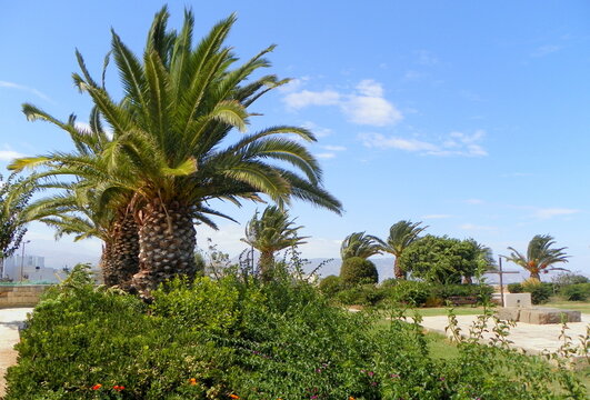 Greece, Crete, Heraklion, Nikos Kazantzakis and Manos Hatzidakis Park, palm trees and bushes