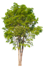 Obraz premium PNG format of tree with transparent background design Ready to drag and drop into any project.