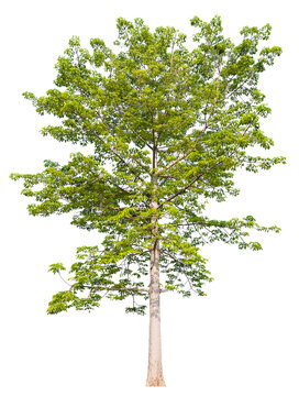 PNG format of tree with transparent background design Ready to drag and drop into any project.