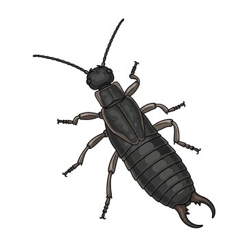 Detailed illustration of an earwig insect on a white background