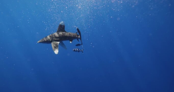 large dangerous shark portrait inhabiting tropical in underwater Mauritius, Indian Ocean. Whitetip Shark Carcharhinus longimanus swim under surface of blue water. Rare footage. Wildlife marine nature