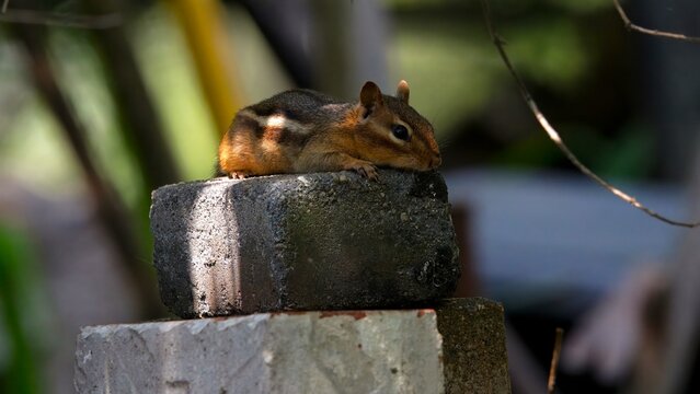Chipmunk splooting